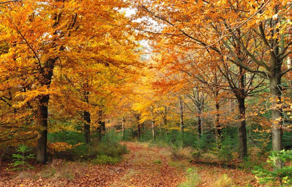 年末調整の時期となりました☆保険料控除証明書☆イメージ