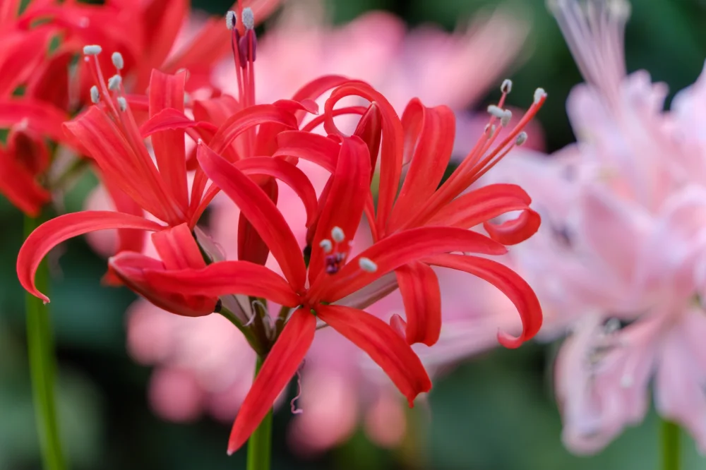 （防災・減災ニュース）高齢者との事故を防ぐためにイメージ