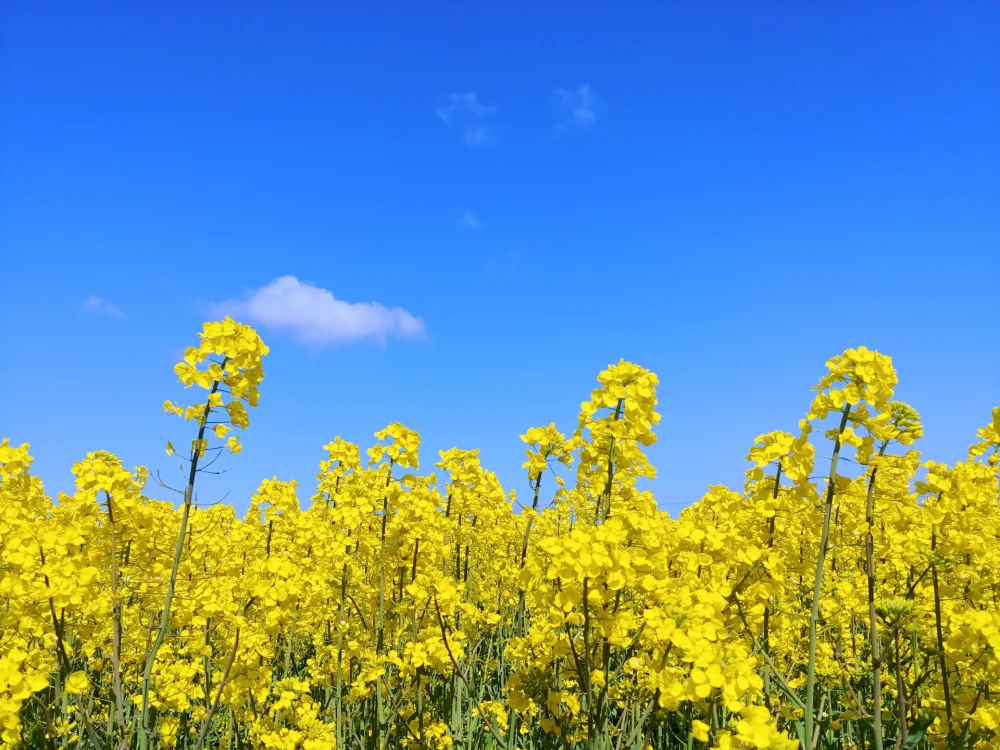 （防災・減災ニュース）震災の記憶を未来の備えにイメージ